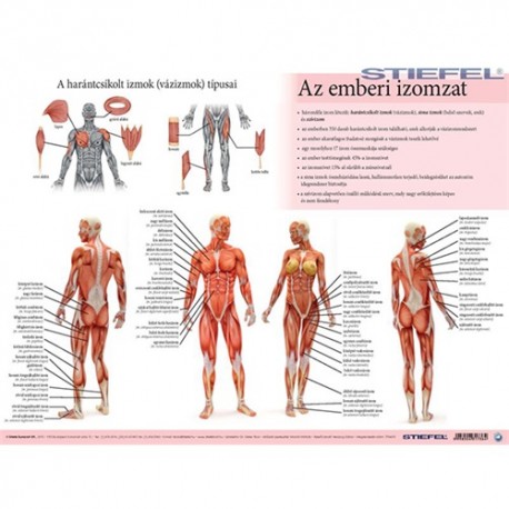 Könyöklő Stiefel 30x40 cm Az emberi vázizomzat / érzékszervek A3 könyöklő duo